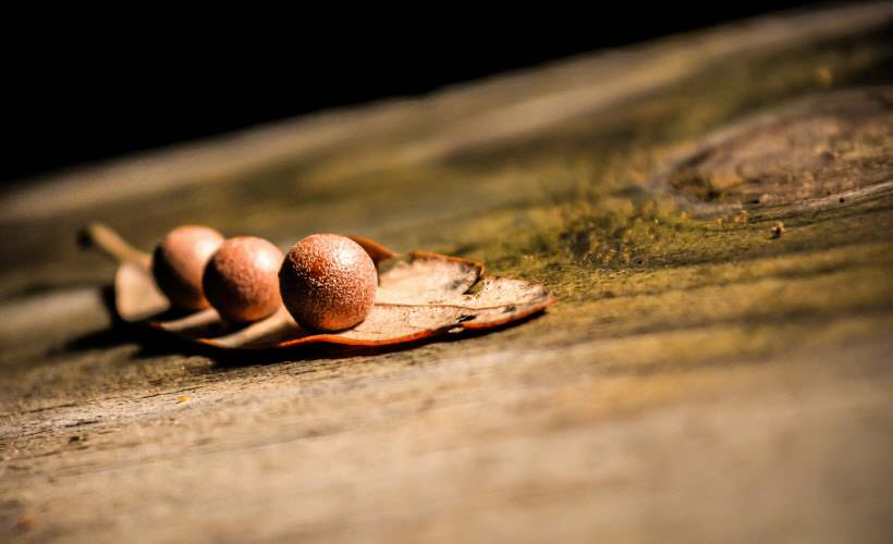 Pretium consequat justo 